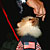 The Pet Masquerade and Parade 2002 photo - Duval Street, Key West